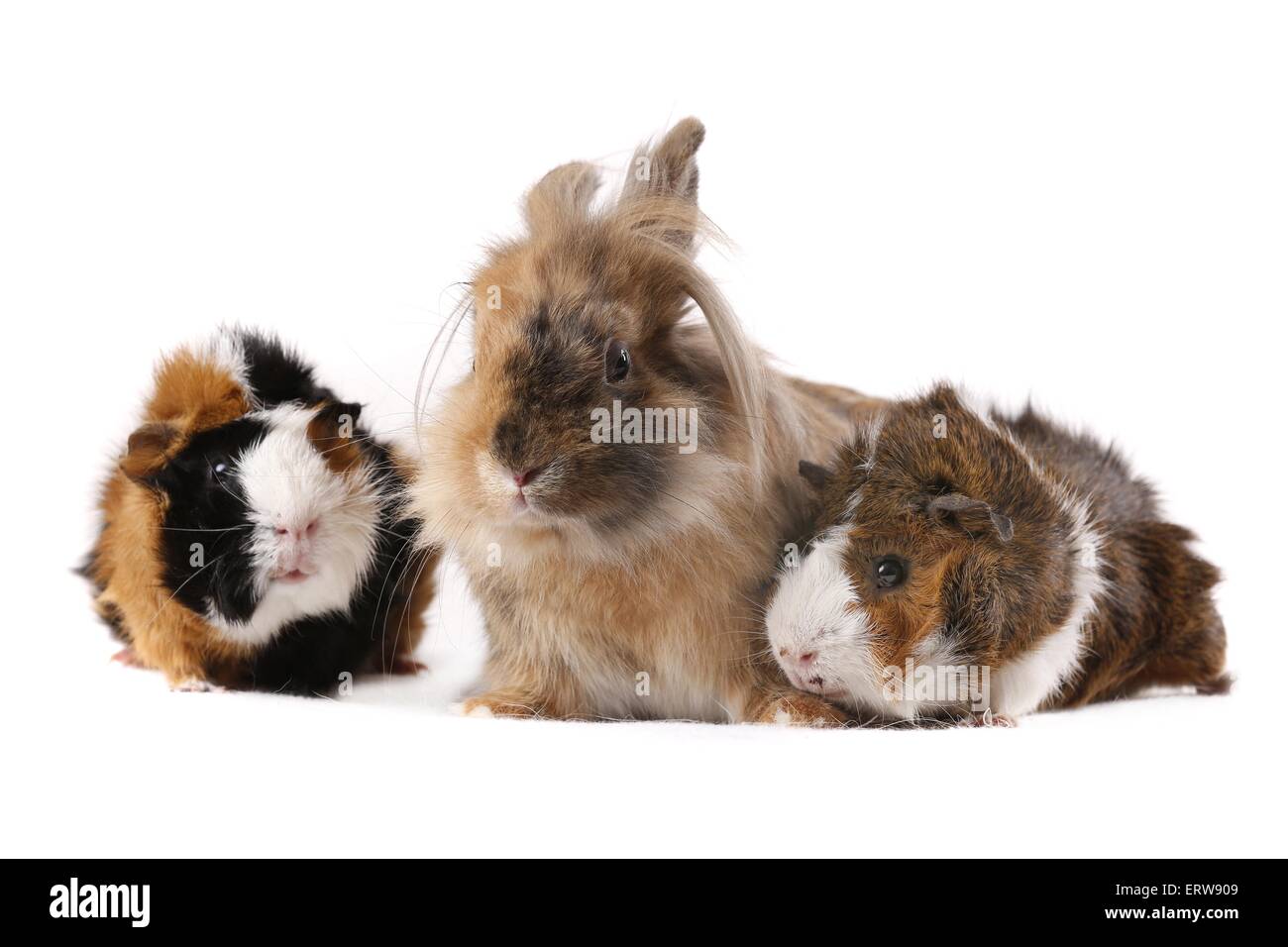 rabbit and guinea pigs Stock Photo Alamy
