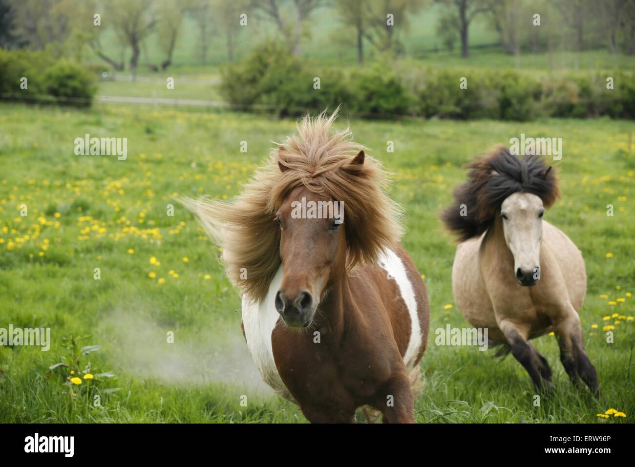running icelandic horses Stock Photo