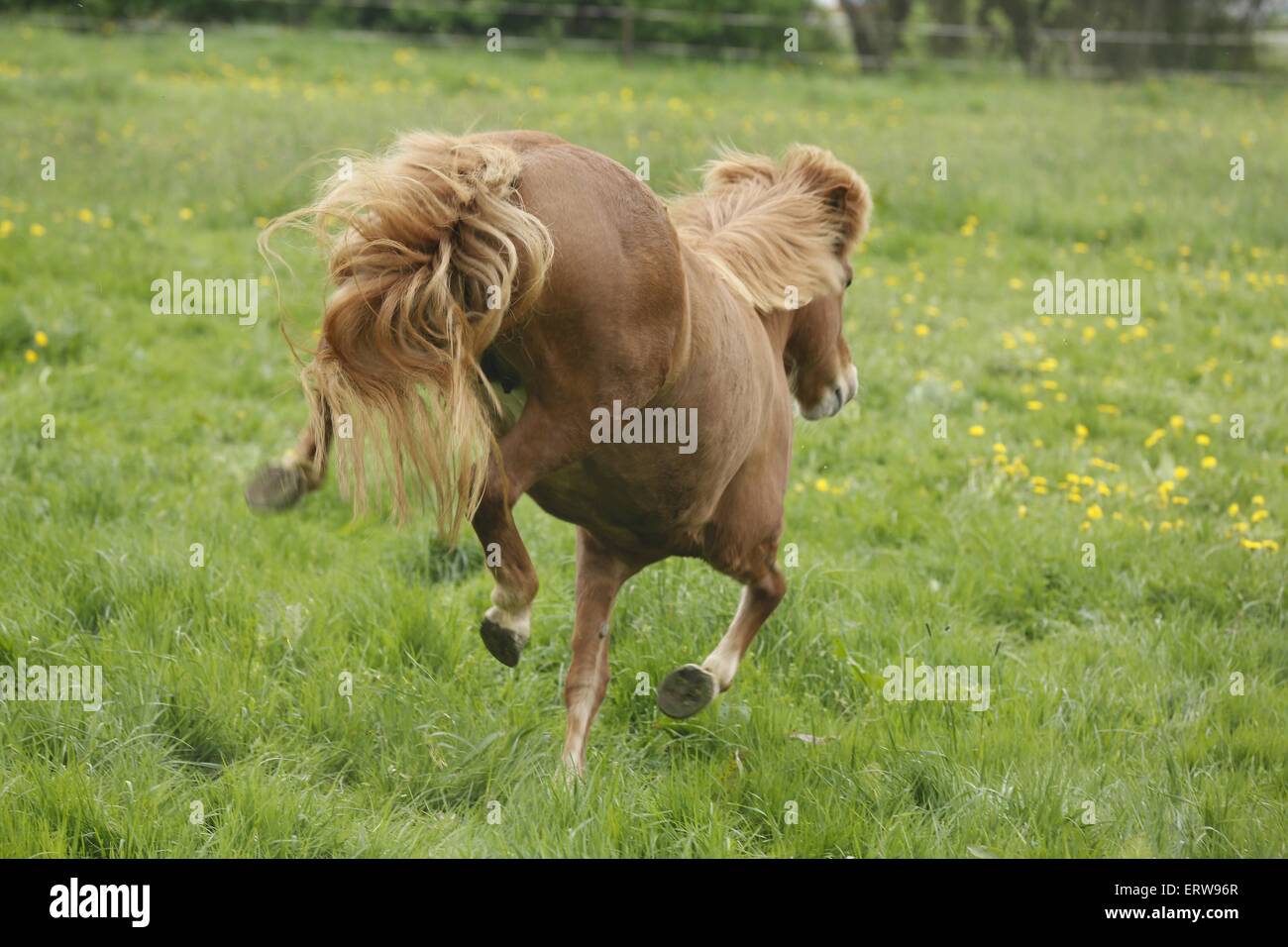 running icelandic horse Stock Photo