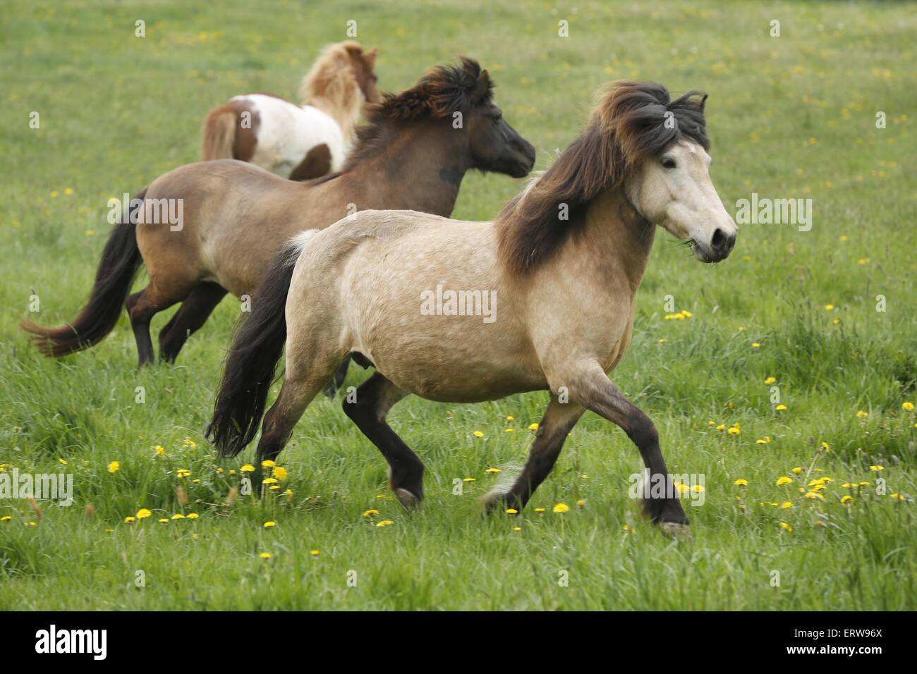 running icelandic horses Stock Photo