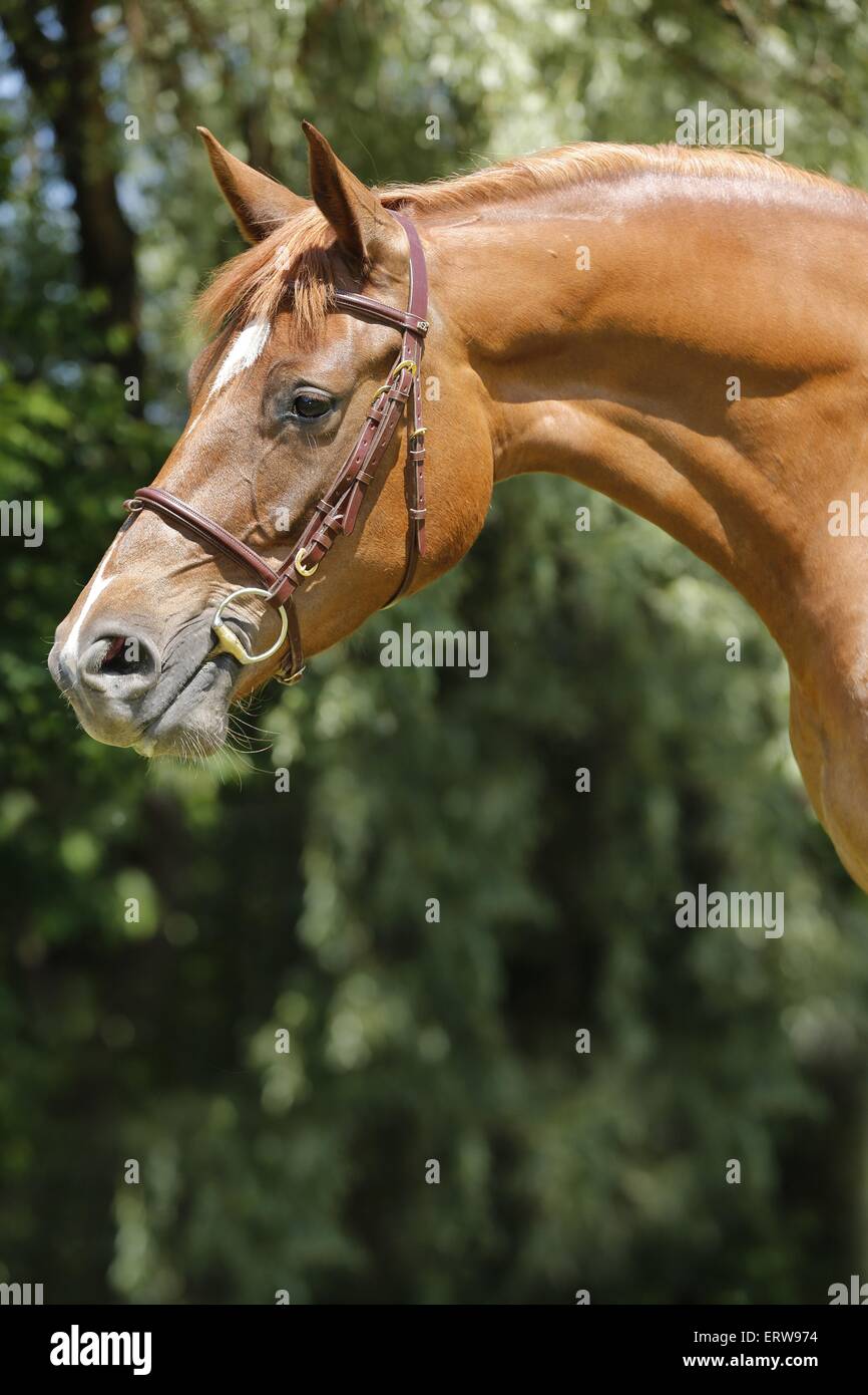 German Sport Horse Stock Photo