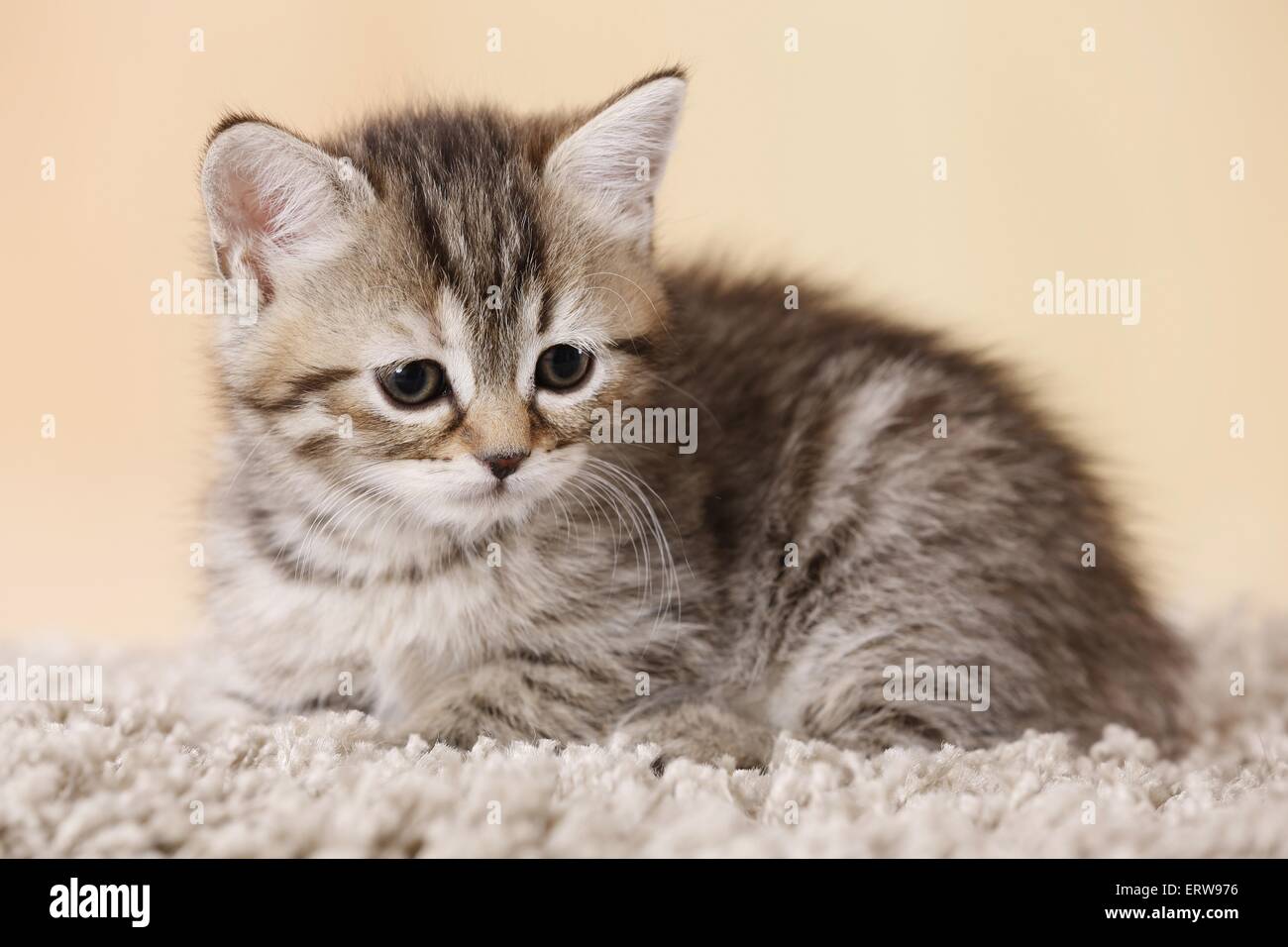 egyptian mau cross