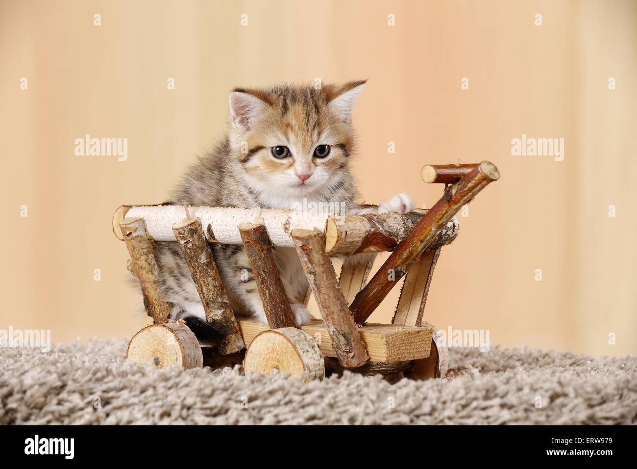 Egyptian-Mau-crossbreed kitten Stock Photo