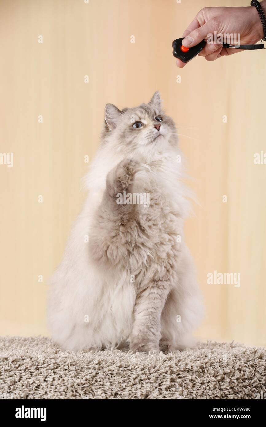 Neva Masquerade Cat with clicker Stock Photo