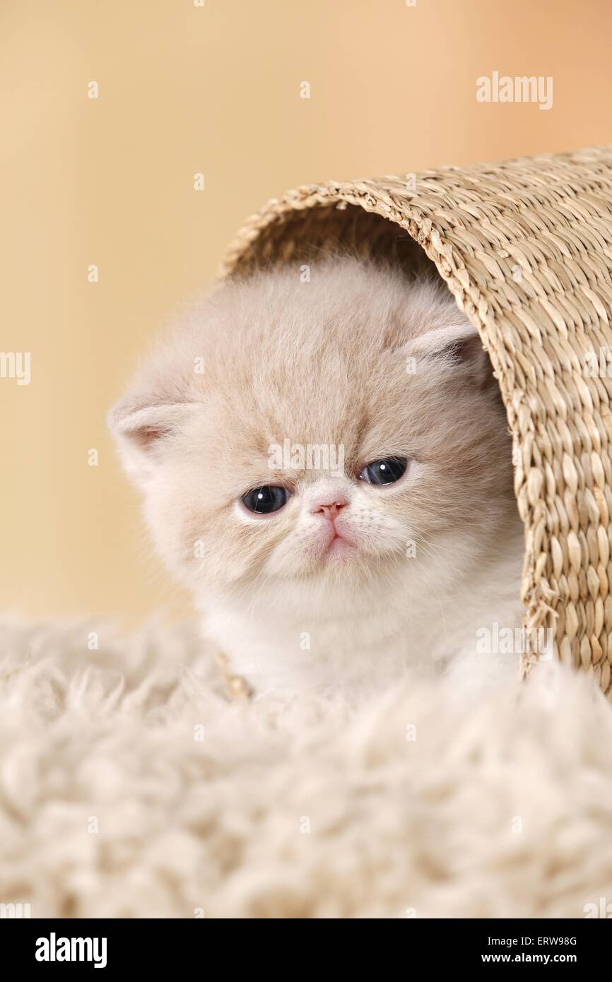 Exotic Shorthair Kitten Stock Photo Alamy