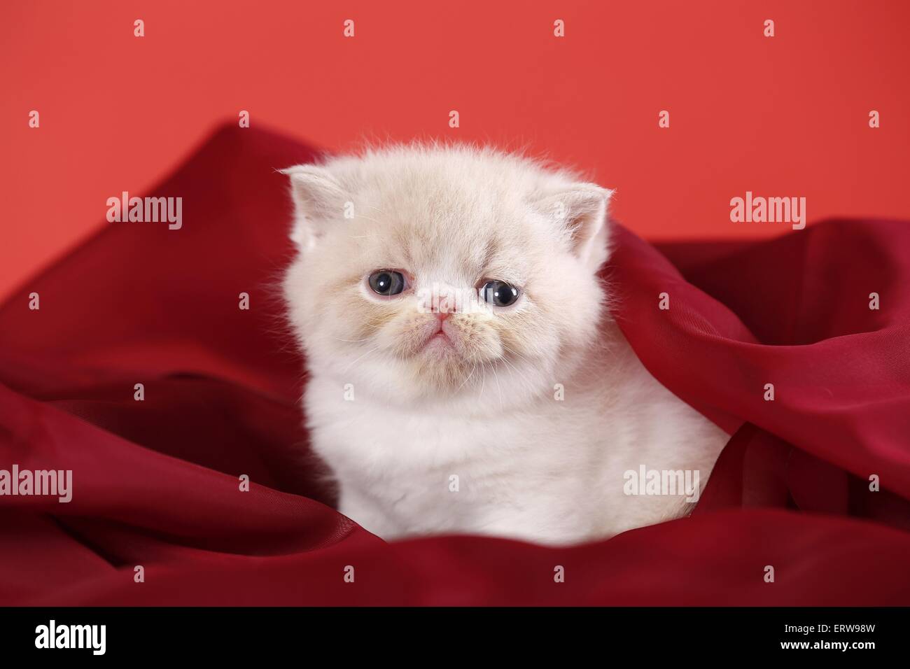 Exotic Shorthair Kitten Stock Photo Alamy