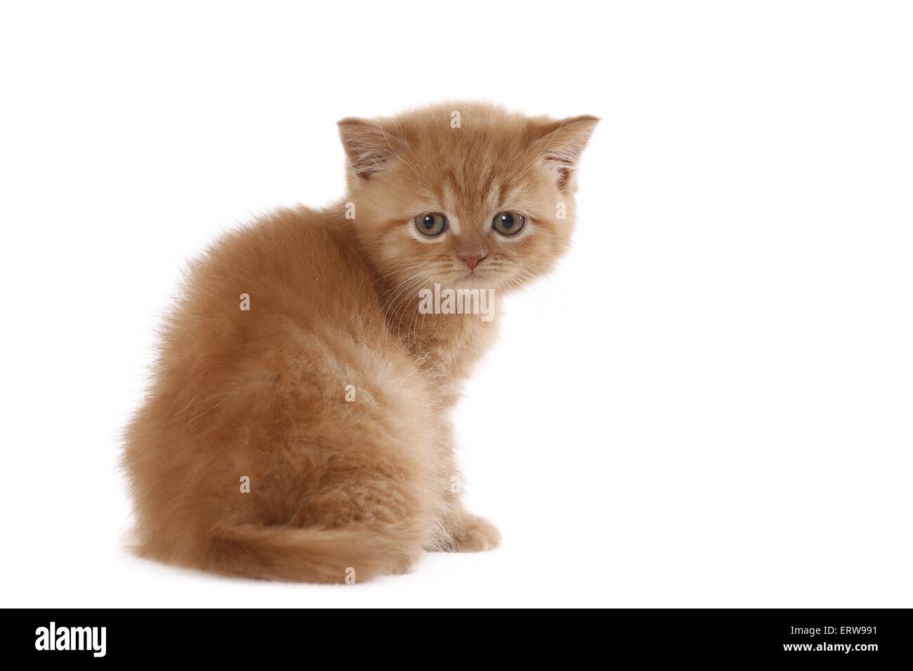 British Shorthait Kitten Stock Photo