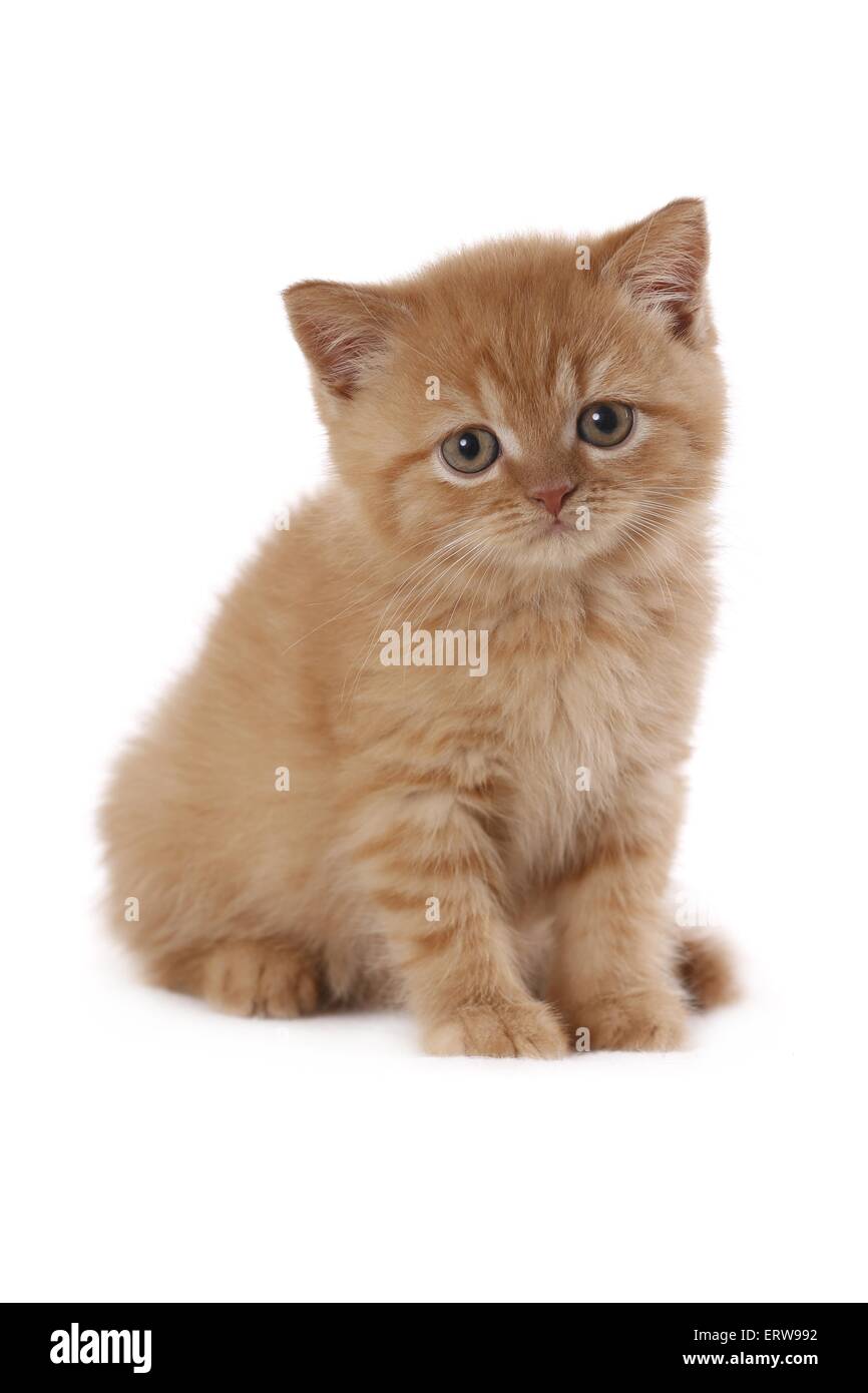 British Shorthait Kitten Stock Photo