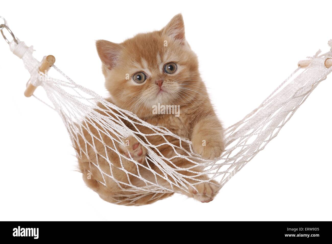 British Shorthait Kitten Stock Photo