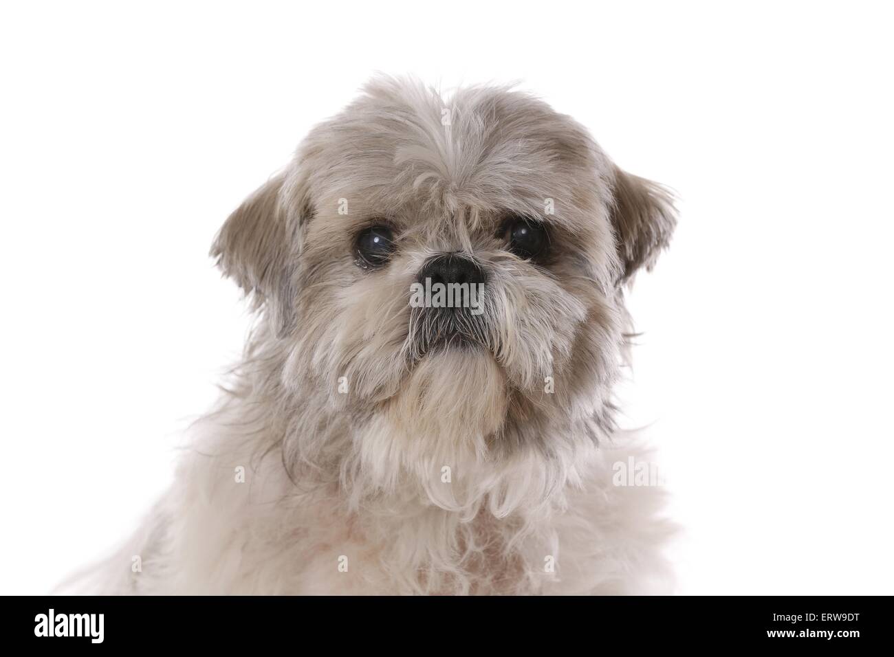 Shih tzu white and cheap grey