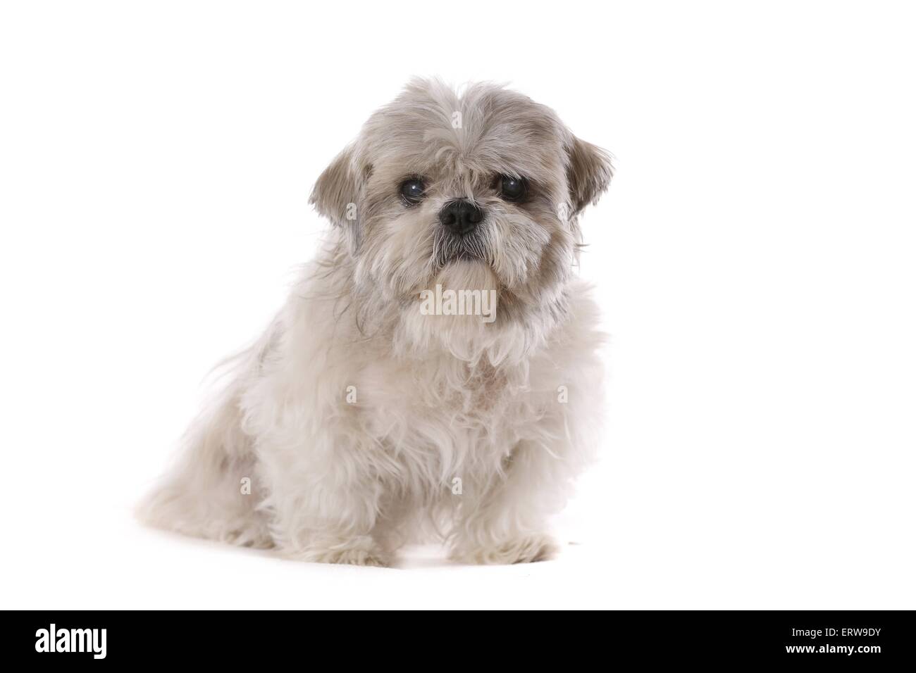 White and grey shih tzu hi-res stock photography and images - Alamy