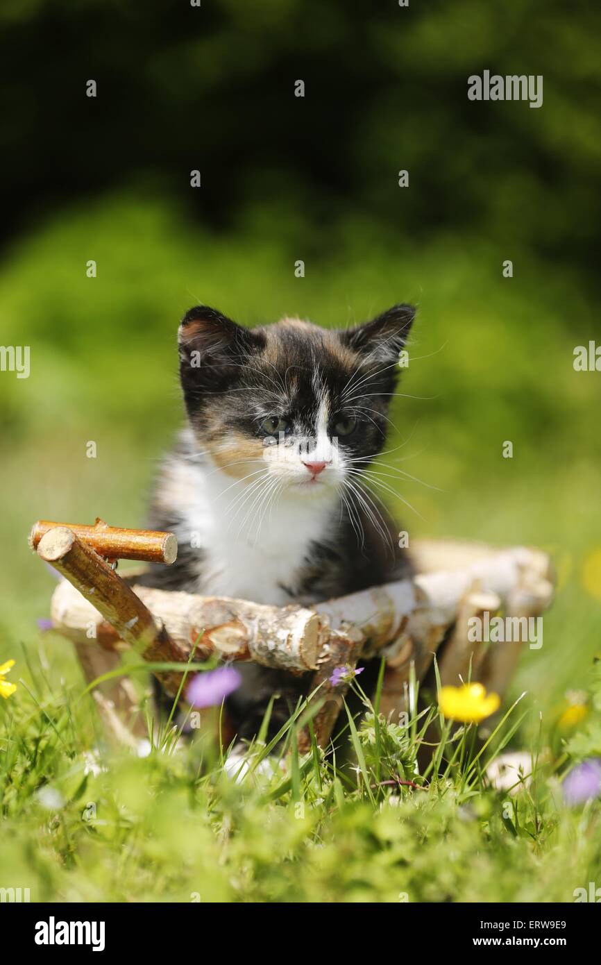 domestic kitten Stock Photo