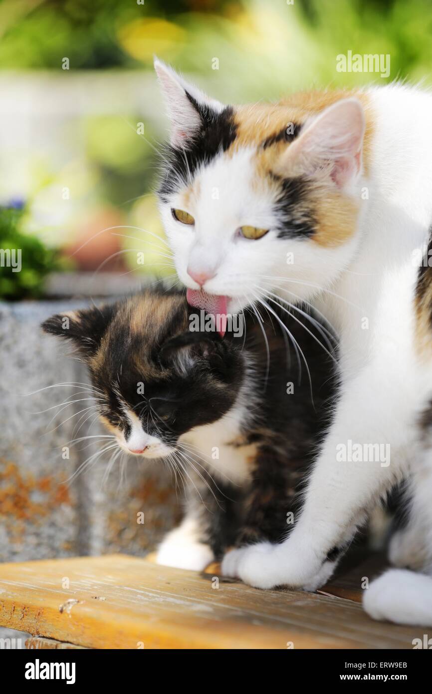 cat mother with kitten Stock Photo