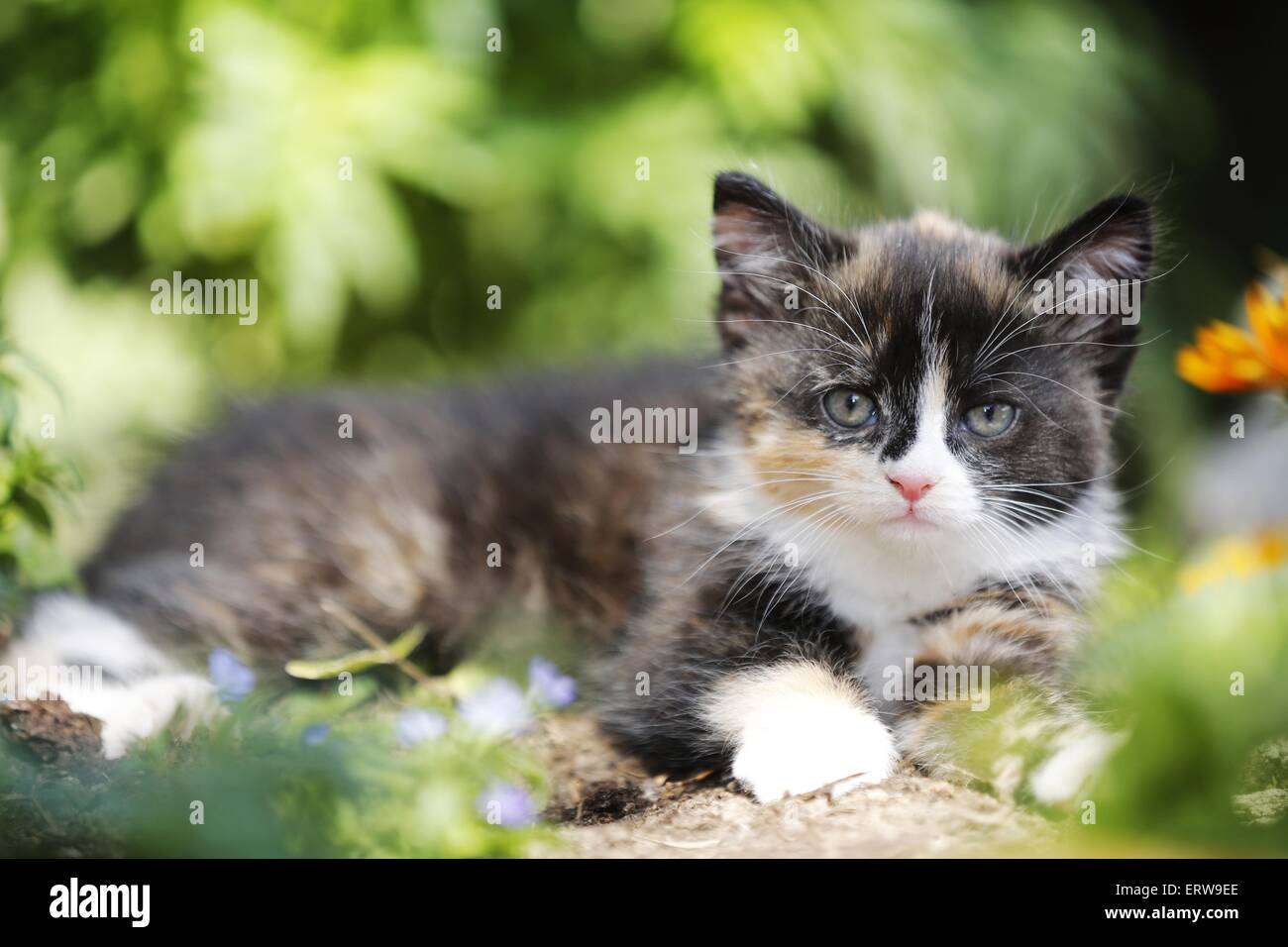 domestic kitten Stock Photo