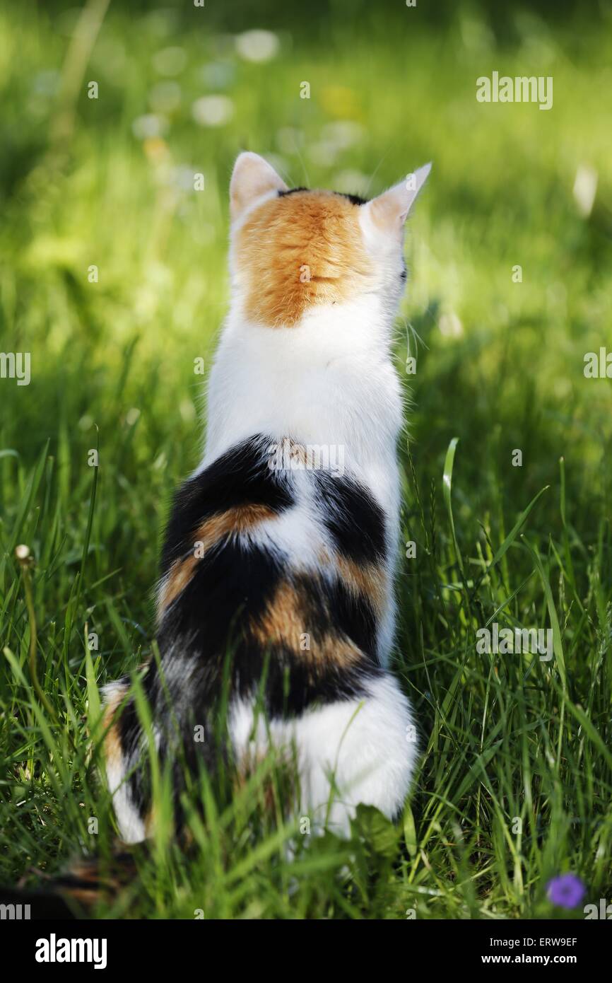 Calico hi res stock photography and images alamy