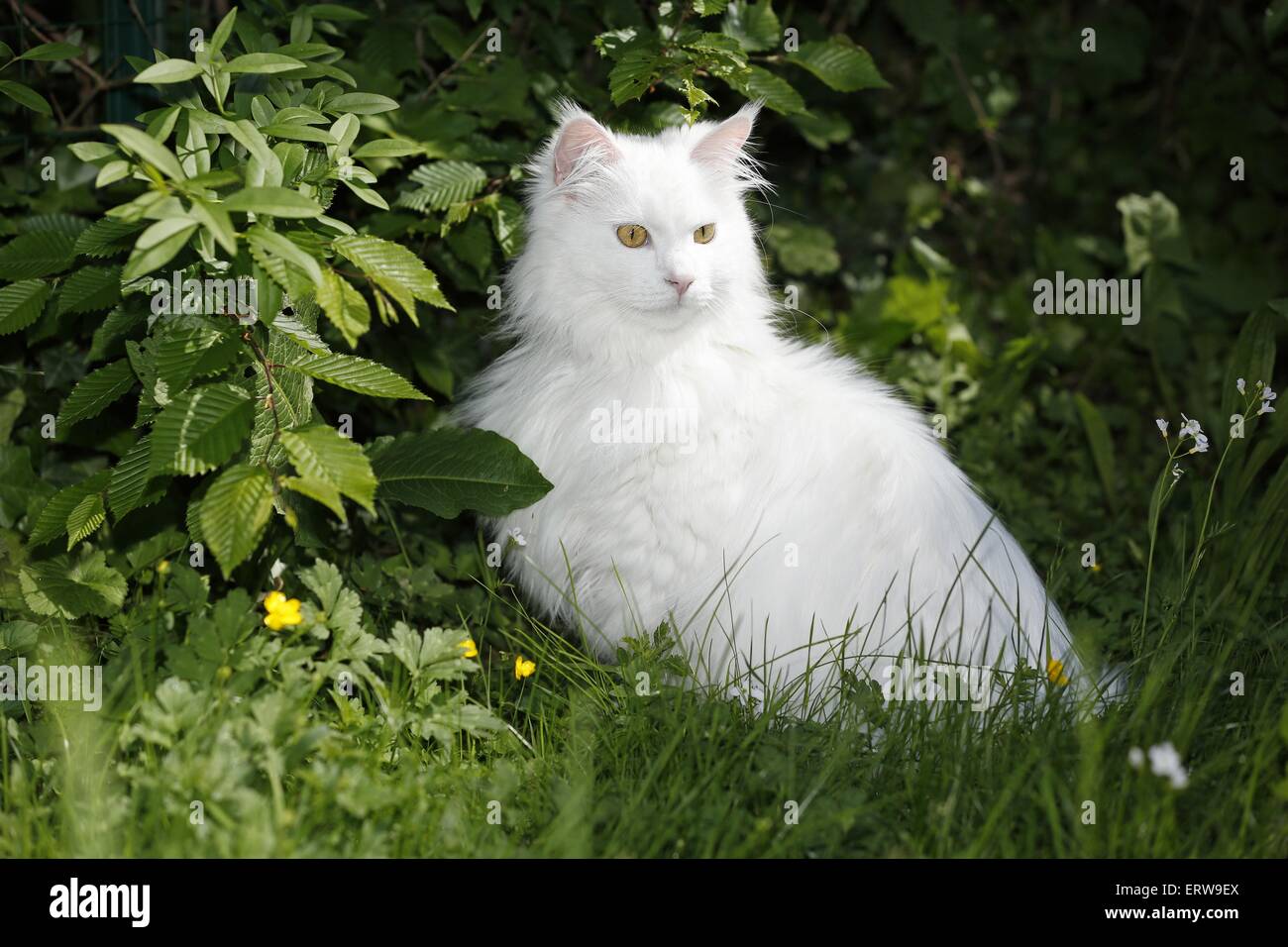 white Siberian Cat Stock Photo Alamy