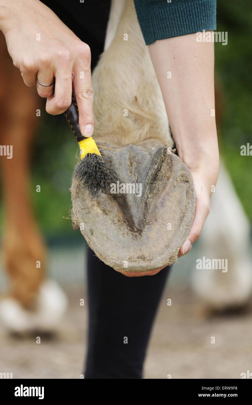 Clean horse hoof hires stock photography and images Alamy