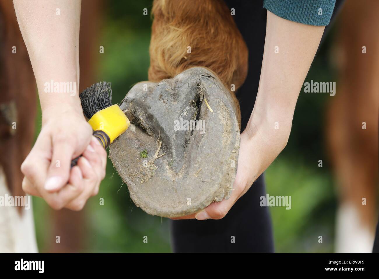 Hoof picks hires stock photography and images Alamy