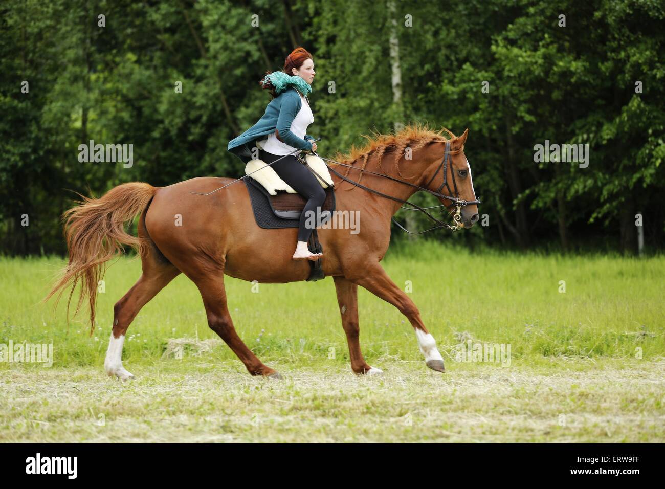 academic riding Stock Photo