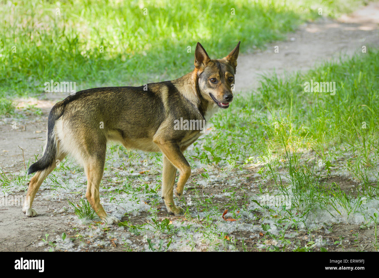 Young street dog looking for fun Stock Photo