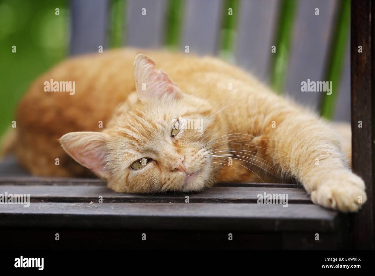 red-tabby cat Stock Photo