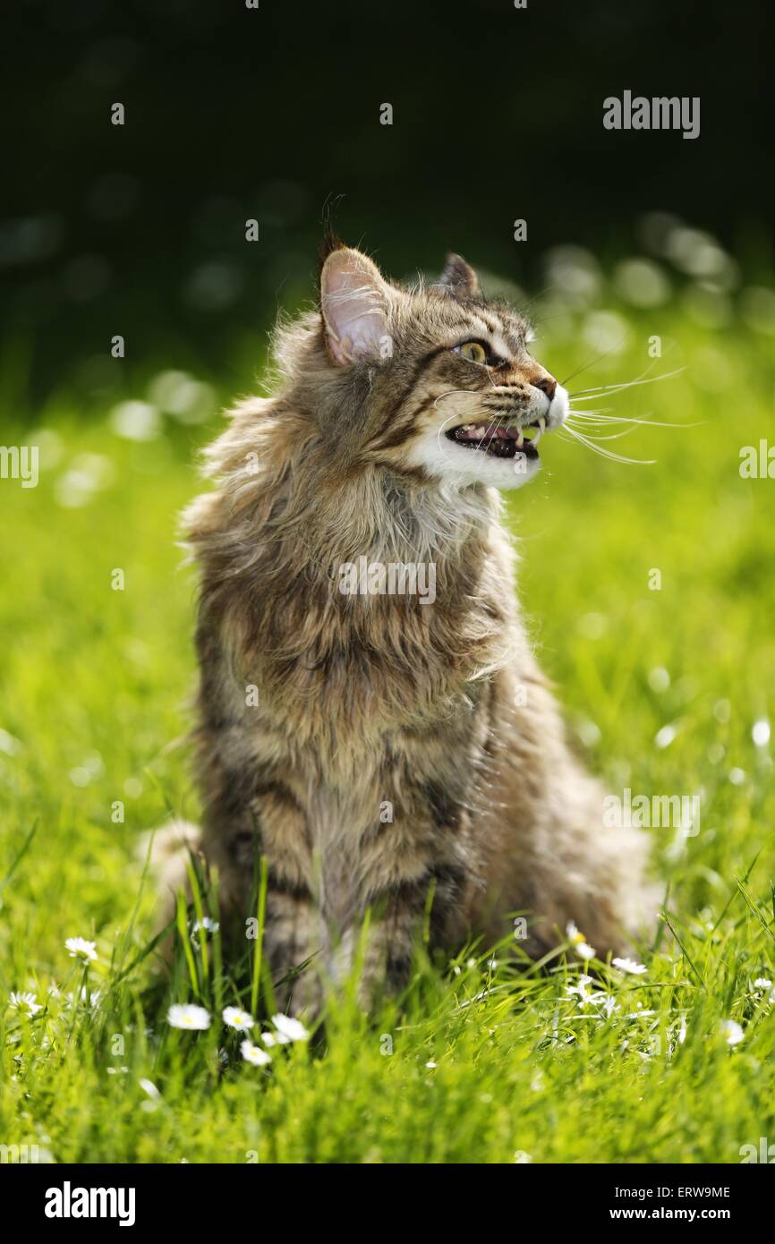 blacktorbiemackerel Maine Coon Stock Photo Alamy