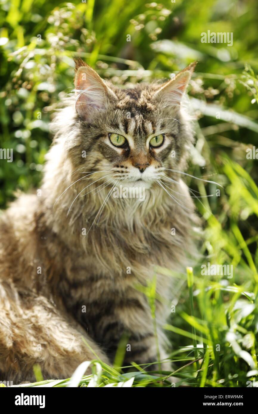 blacktorbiemackerel Maine Coon Stock Photo Alamy