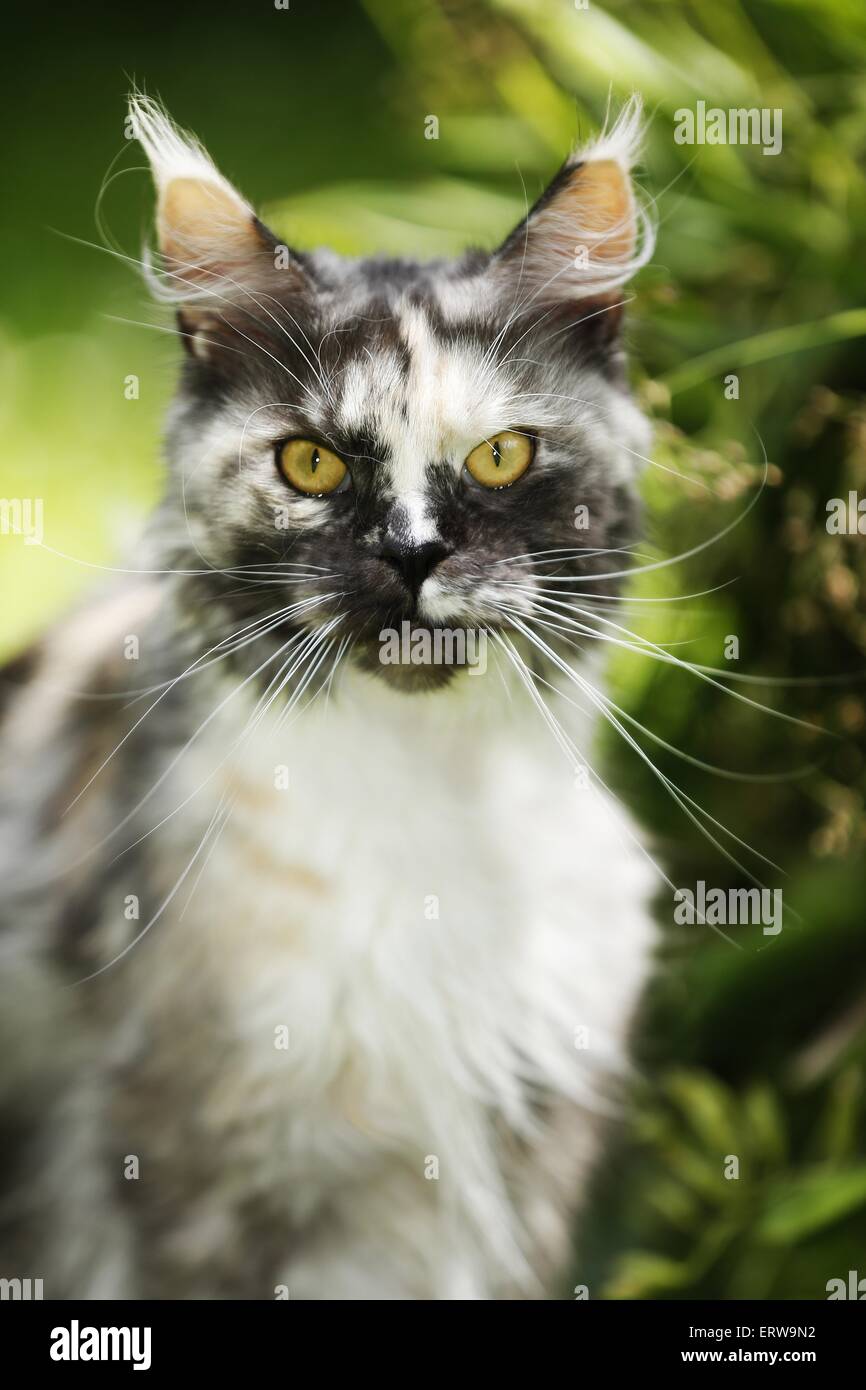 black tortie white