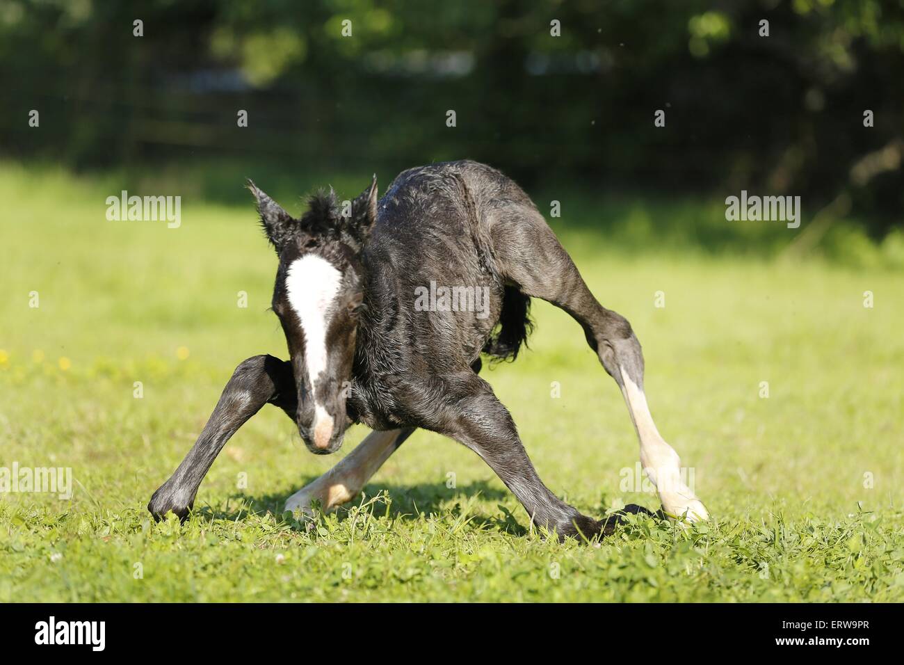Baby black foal hires stock photography and images Alamy
