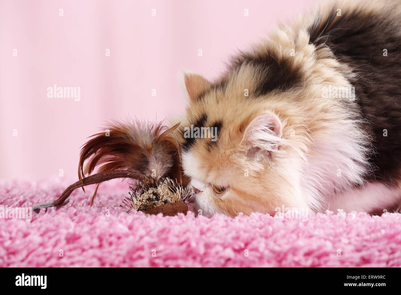 playing Persian Cat Stock Photo Alamy