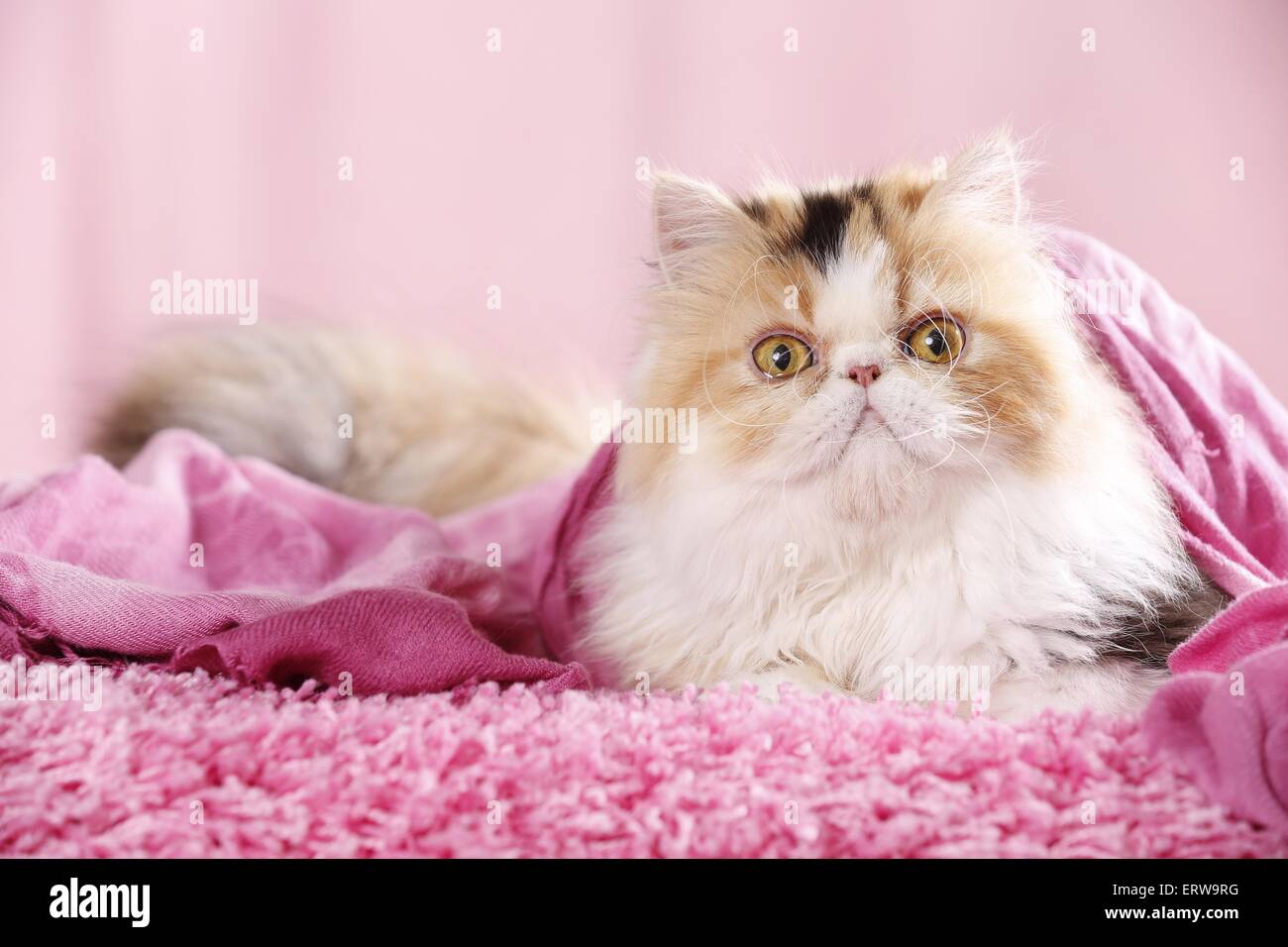 lying Persian Cat Stock Photo Alamy