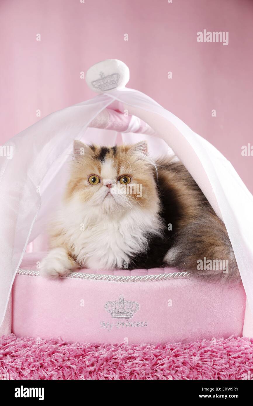 lying Persian Cat Stock Photo Alamy