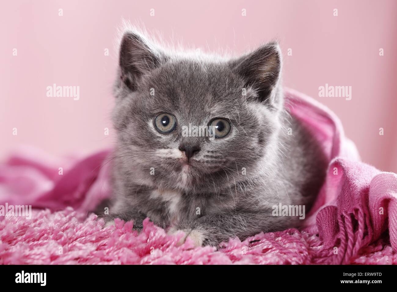 British Shorthair Kitten Stock Photo Alamy