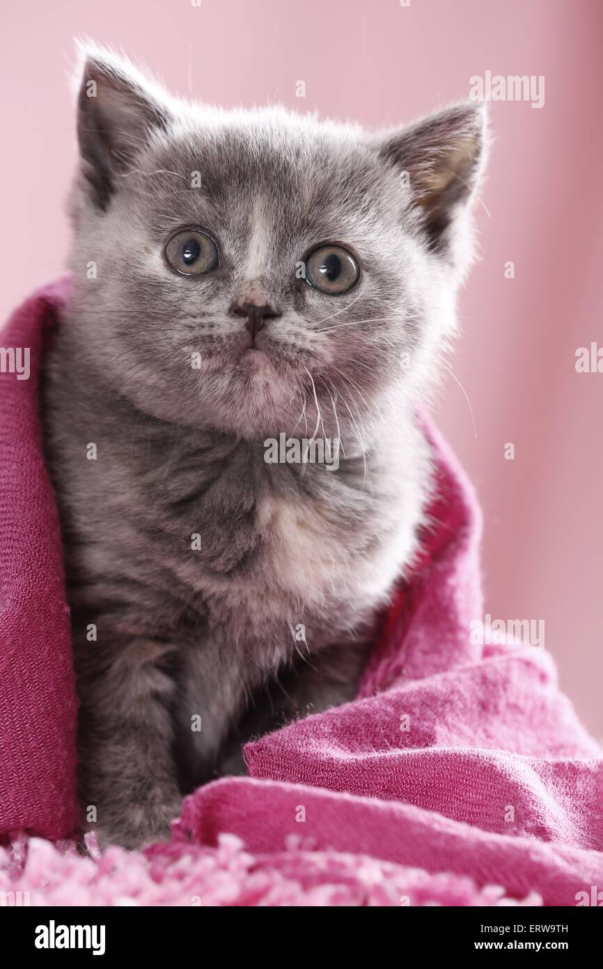 British Shorthair Kitten Stock Photo Alamy