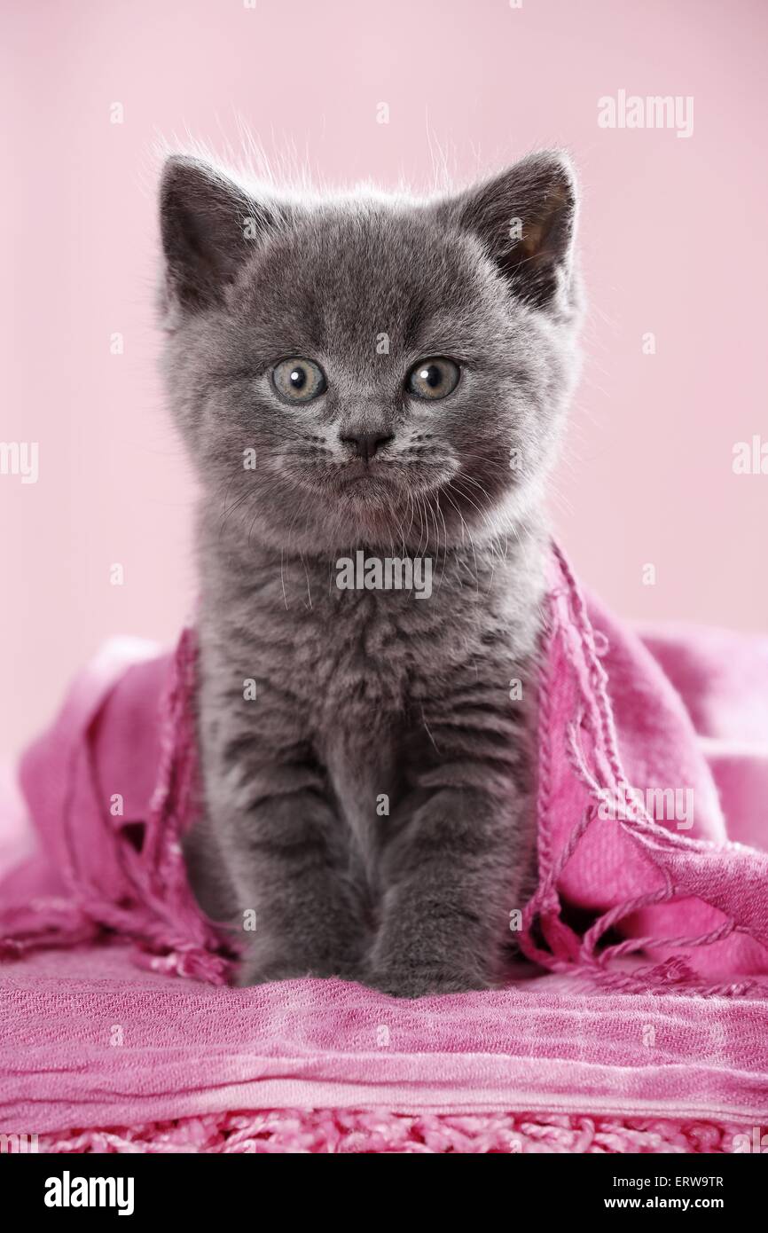 British Shorthair Kitten Stock Photo Alamy