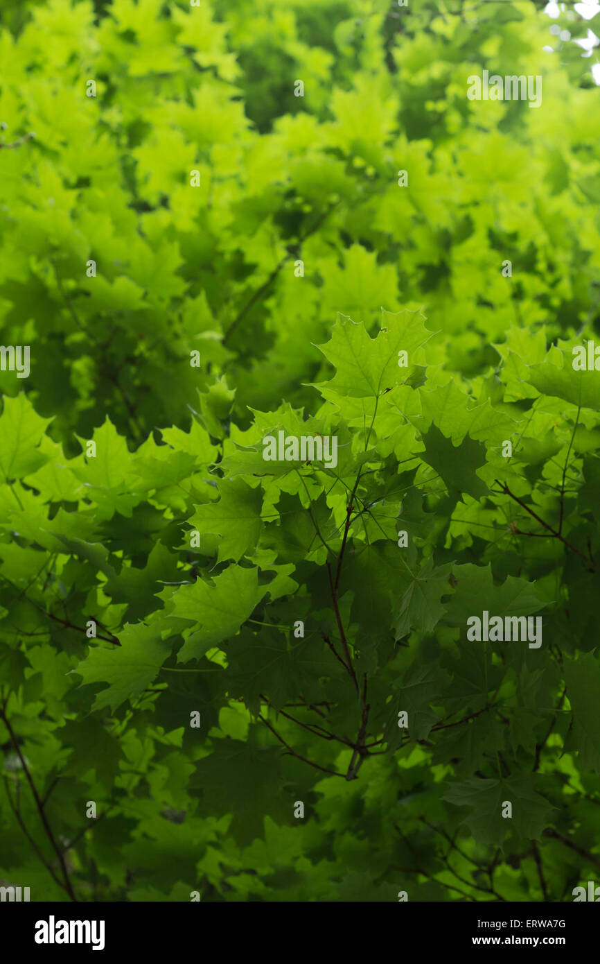 Beautiful green maple tree leaves for nature background Stock Photo - Alamy