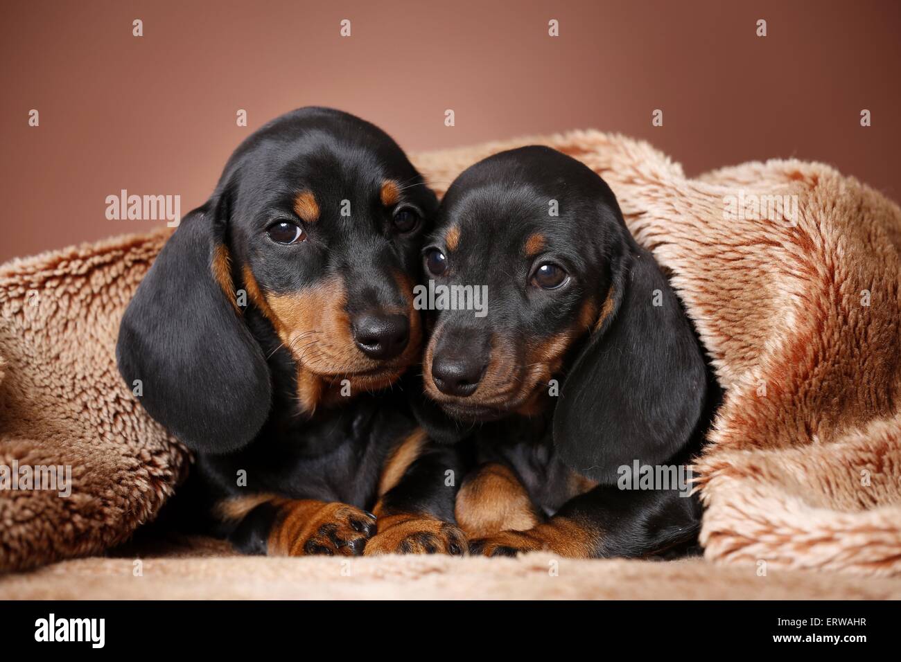 2 shorthaired Dachshund Puppies Stock Photo