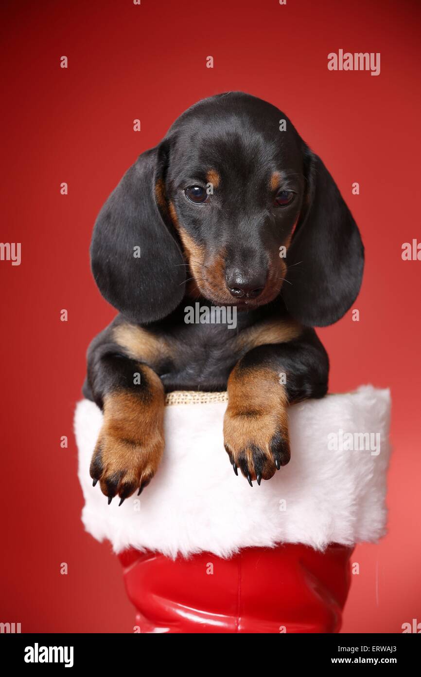 Festive Dachshund Stock Photos Festive Dachshund Stock Images