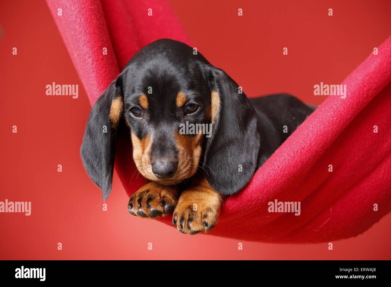 shorthaired Dachshund Puppy Stock Photo Alamy