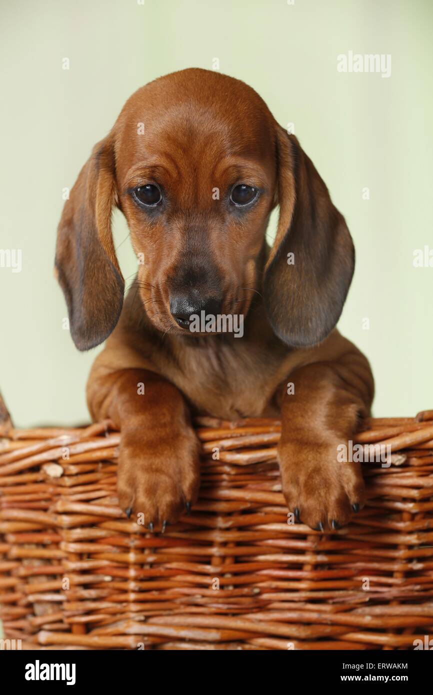 shorthaired Dachshund Puppy Stock Photo