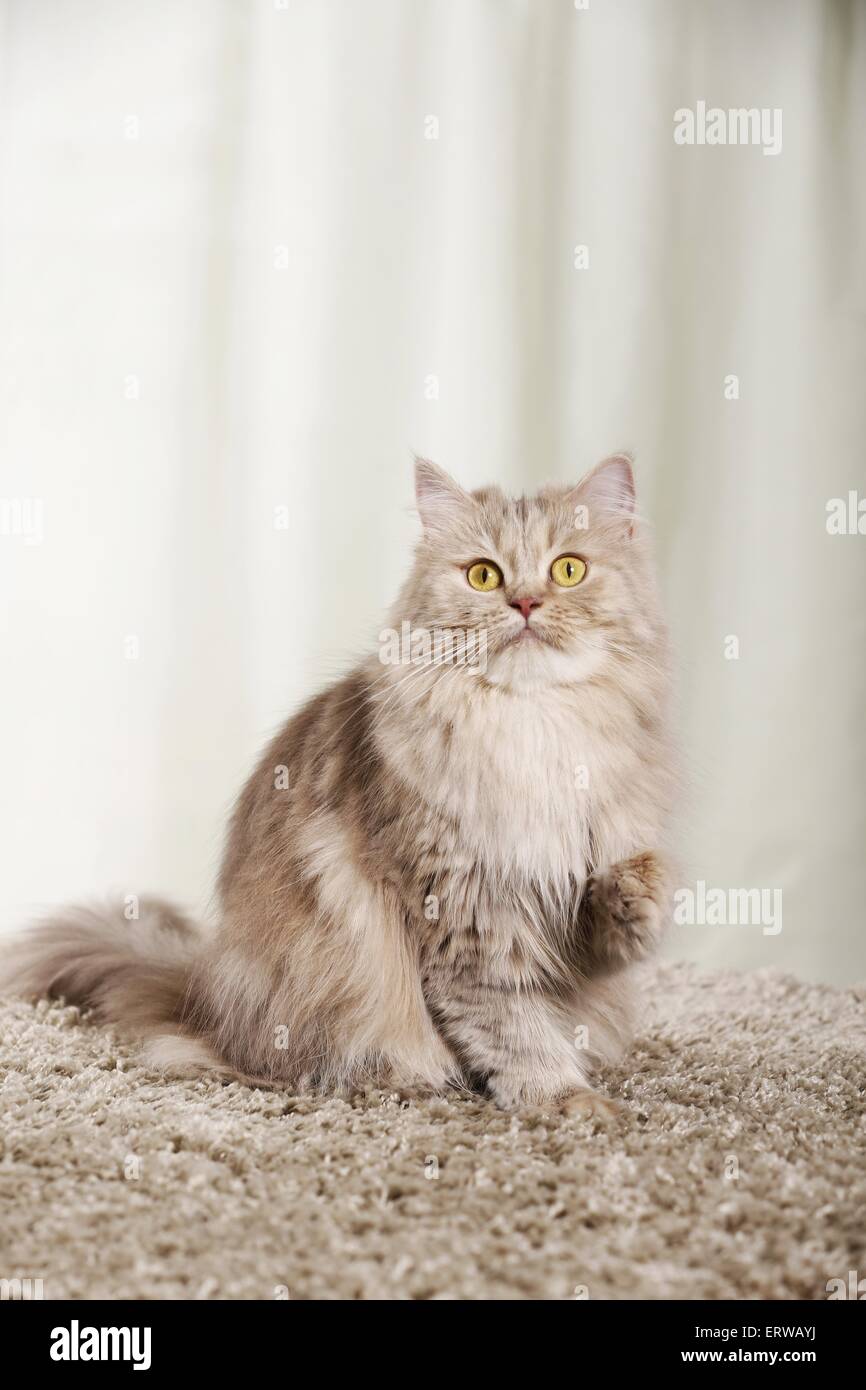 sitting German Longhair Cat Stock Photo