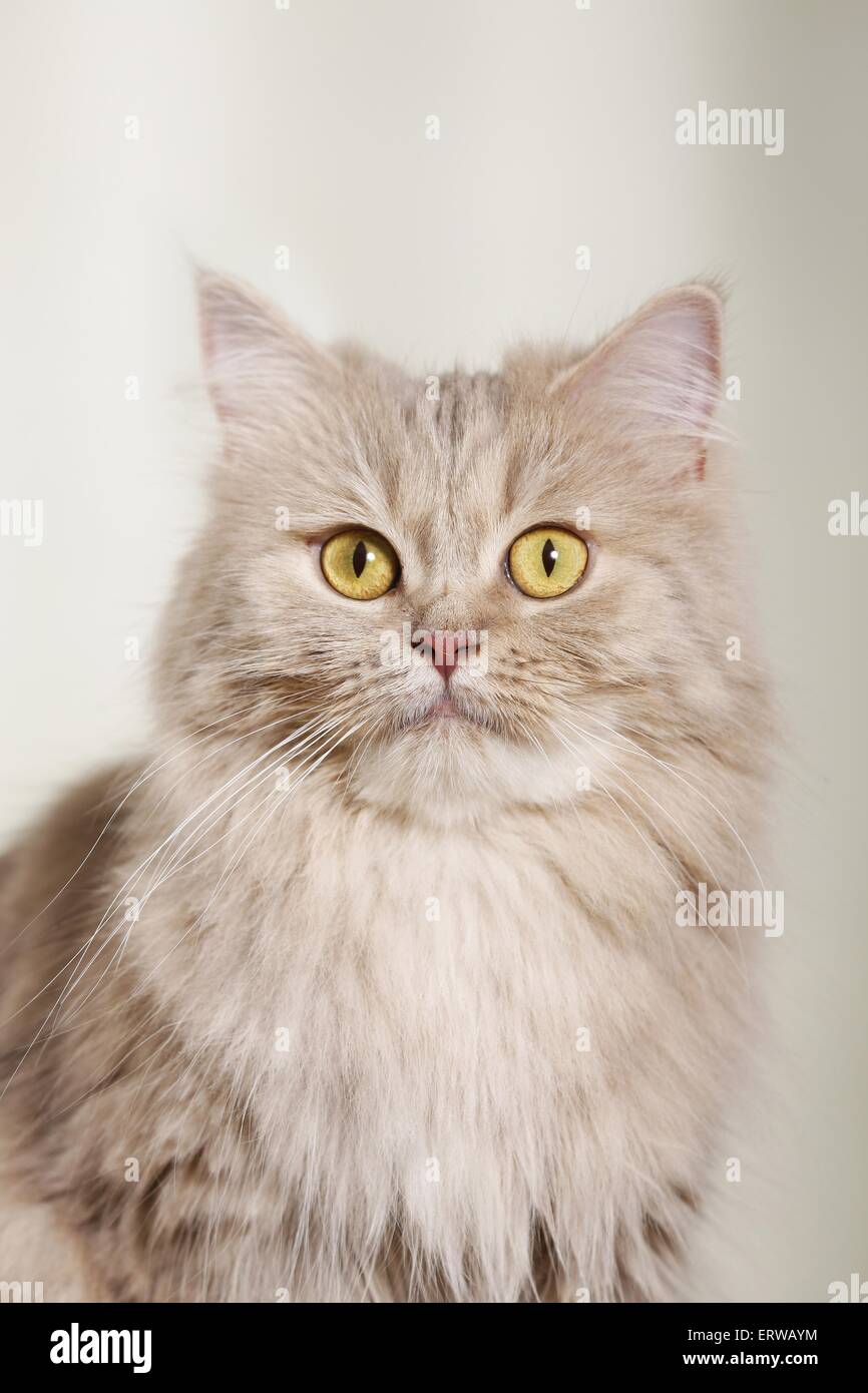 German Longhair Cat Portrait Stock Photo Alamy