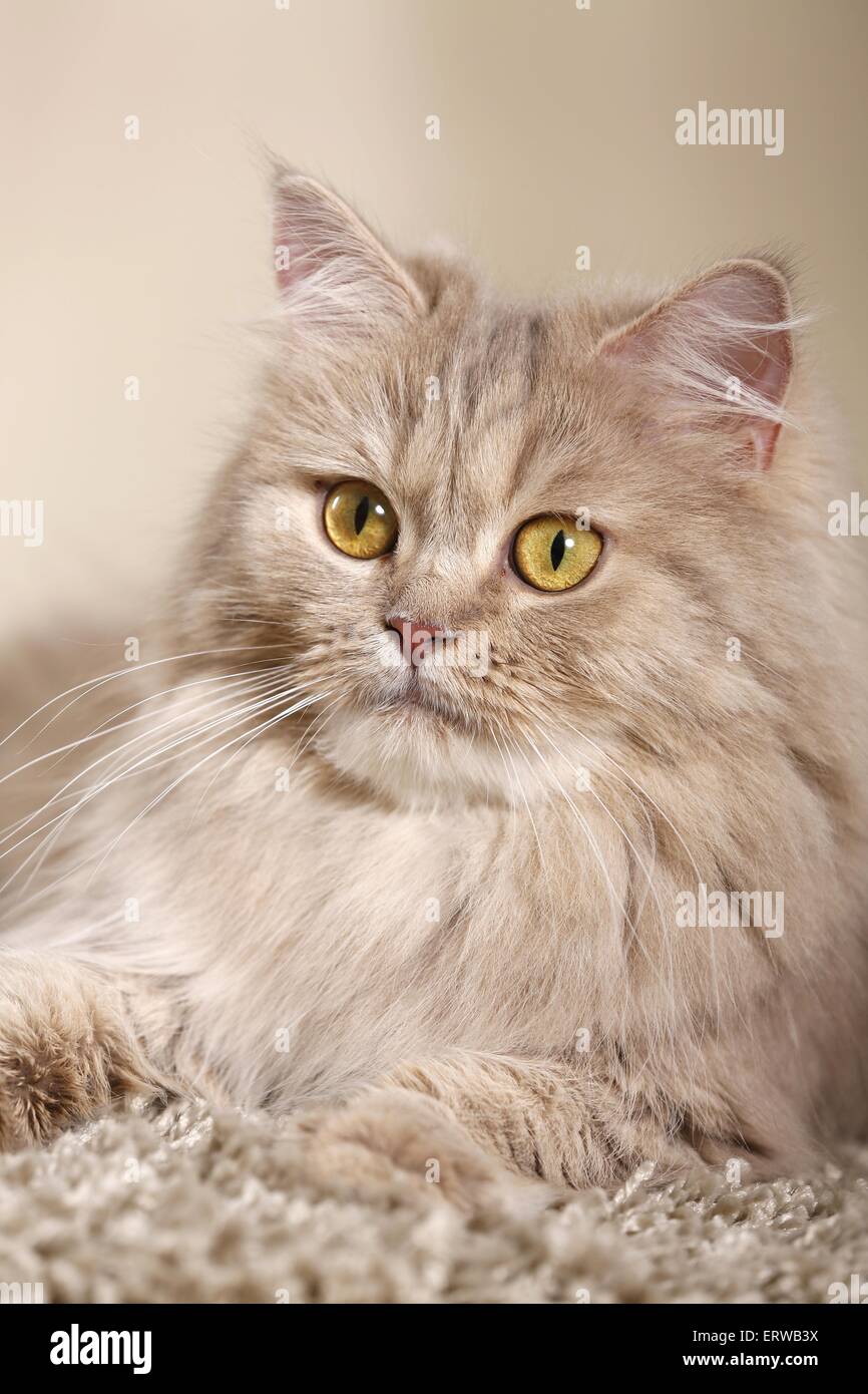lying German Longhair Cat Stock Photo