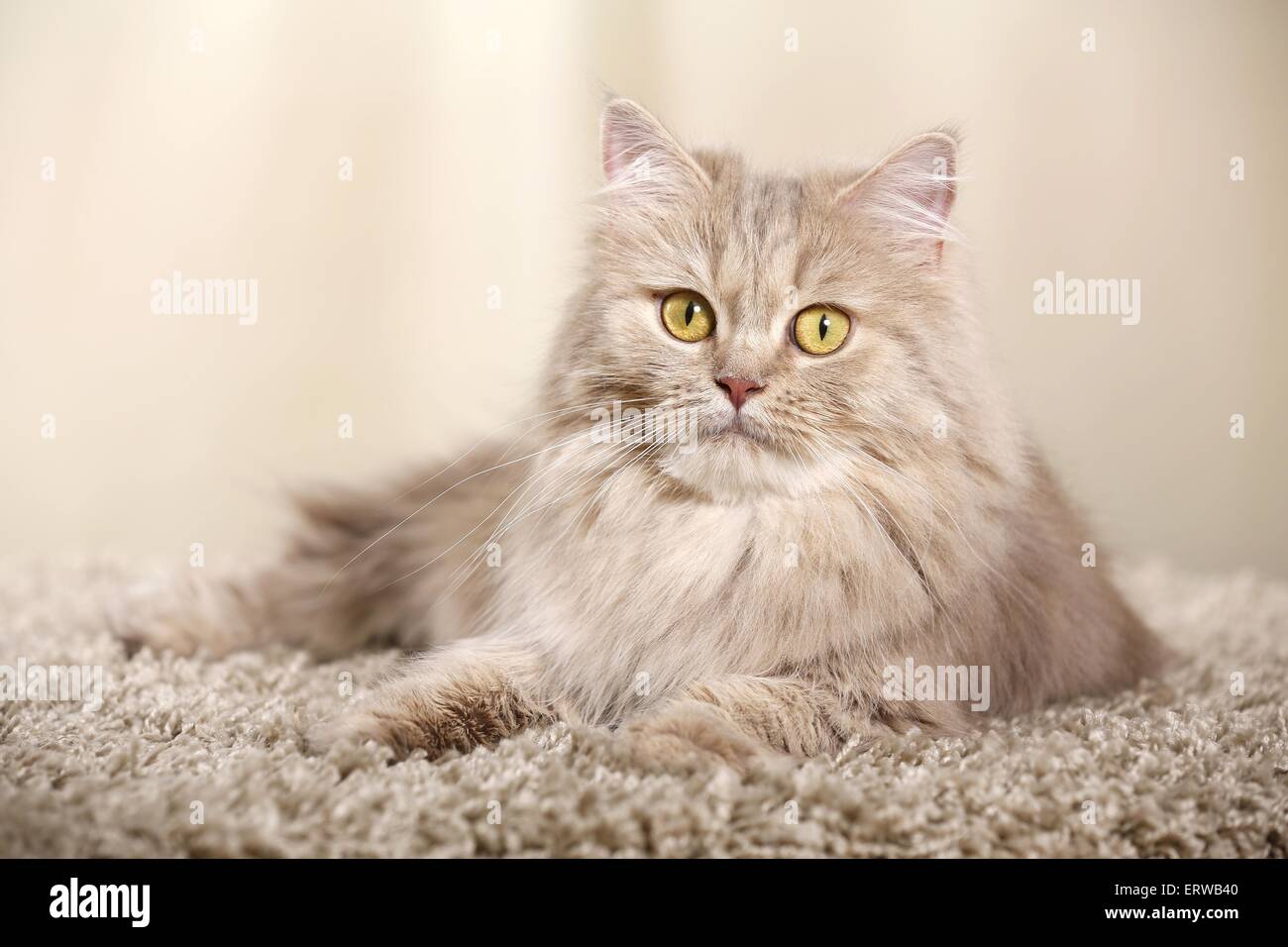 lying German Longhair Cat Stock Photo