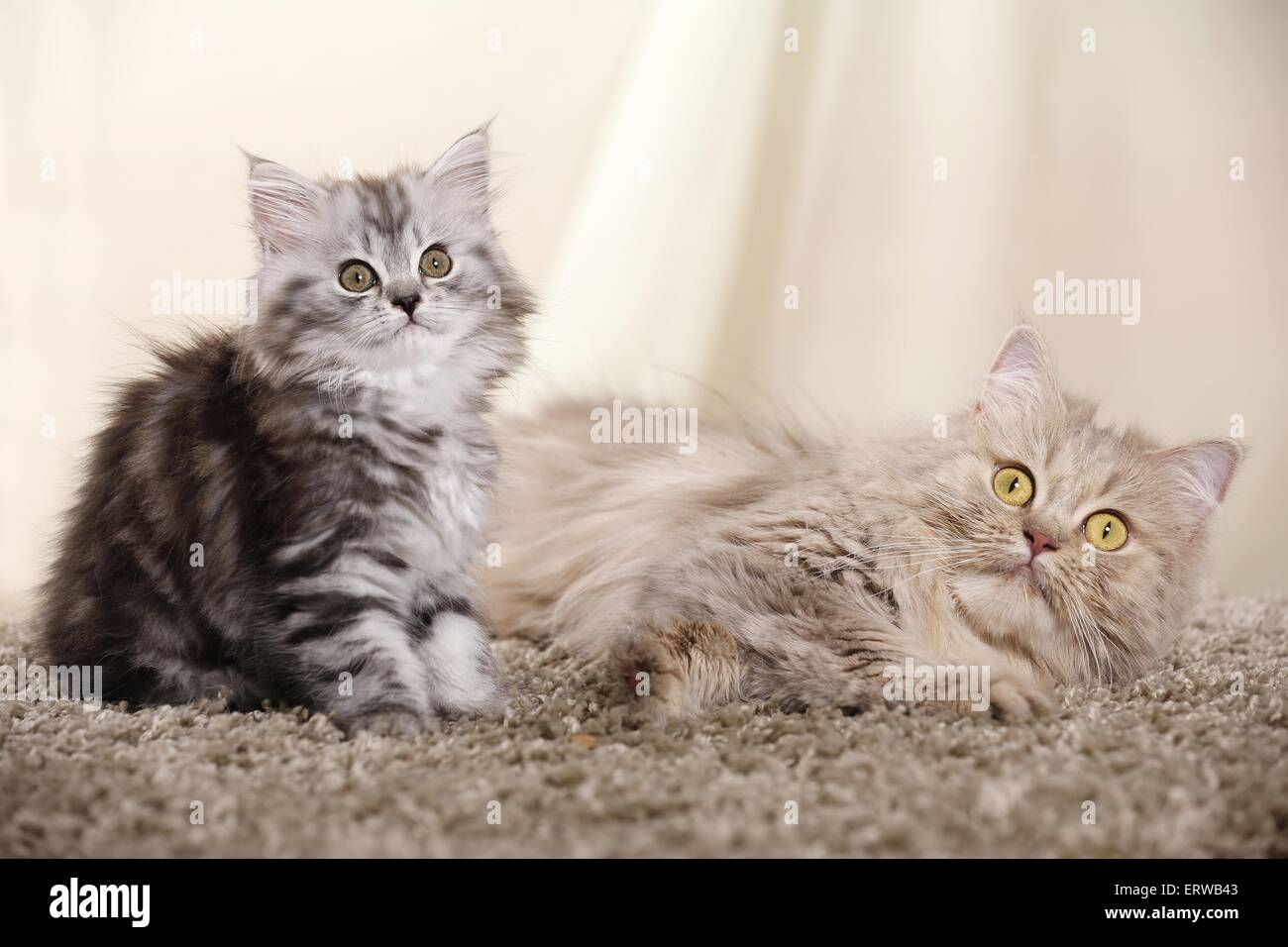 German Longhair Cats Stock Photo Alamy