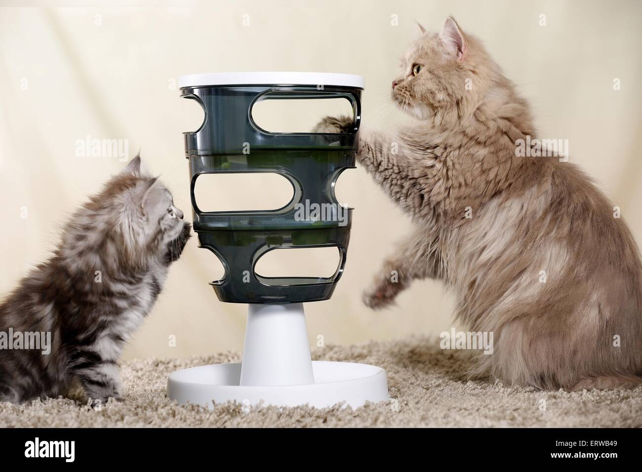 2 German Longhair Cats Stock Photo Alamy