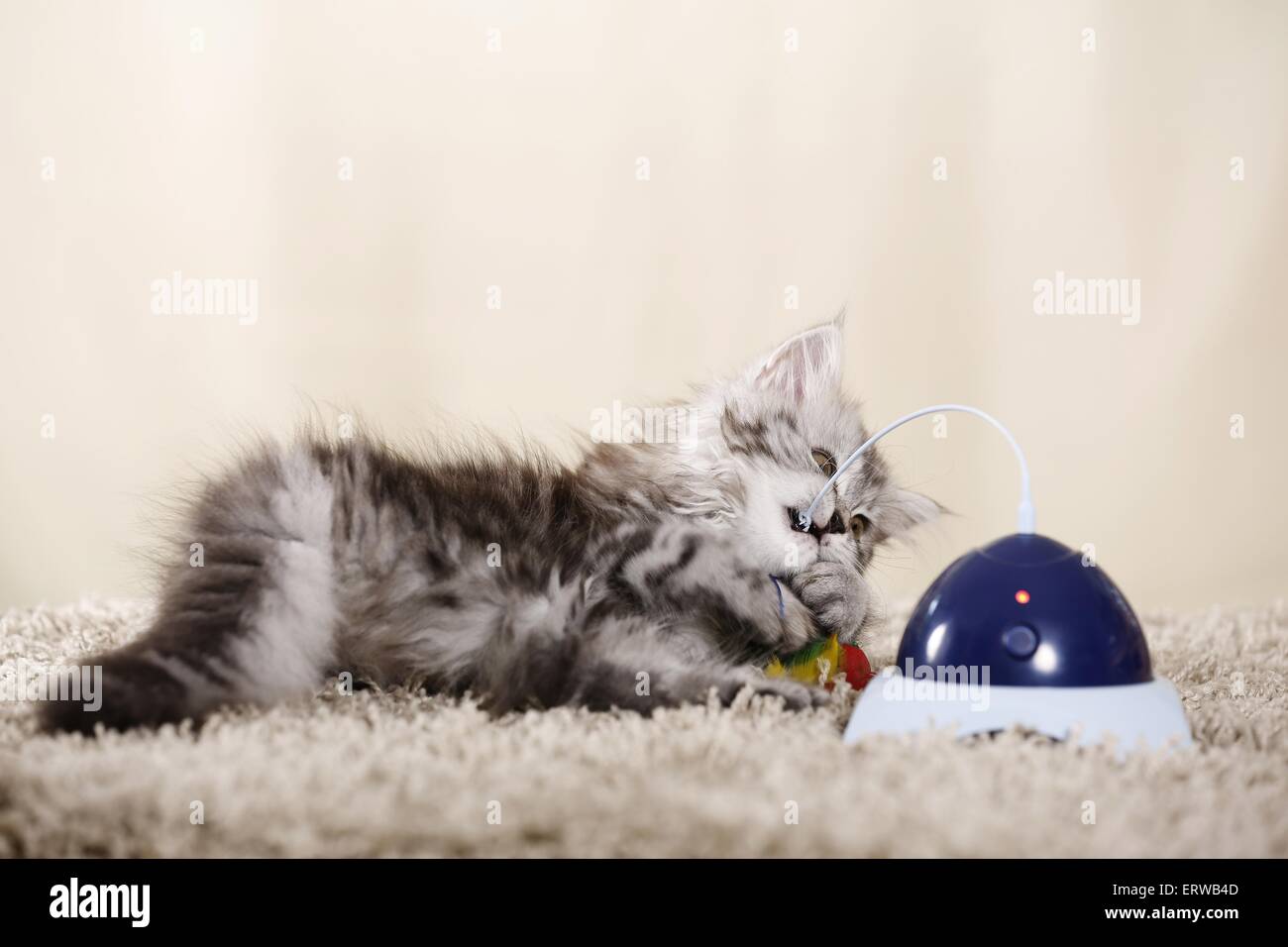German Longhair Kitten Stock Photo