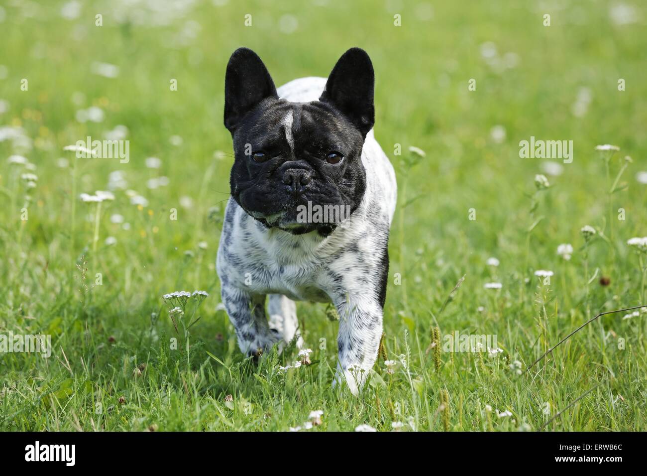walking French Bulldog Stock Photo Alamy