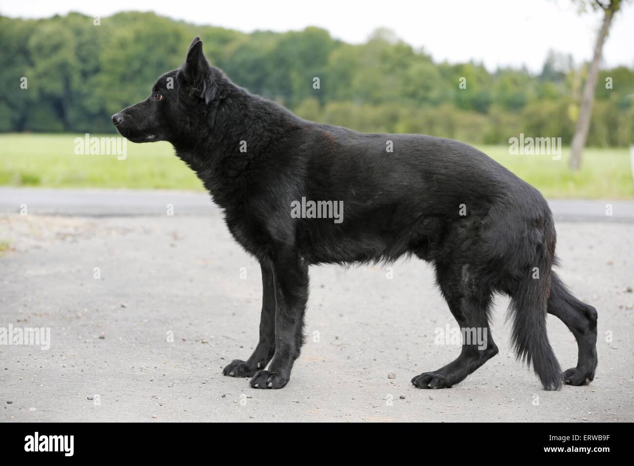 can a german shepherd be all black