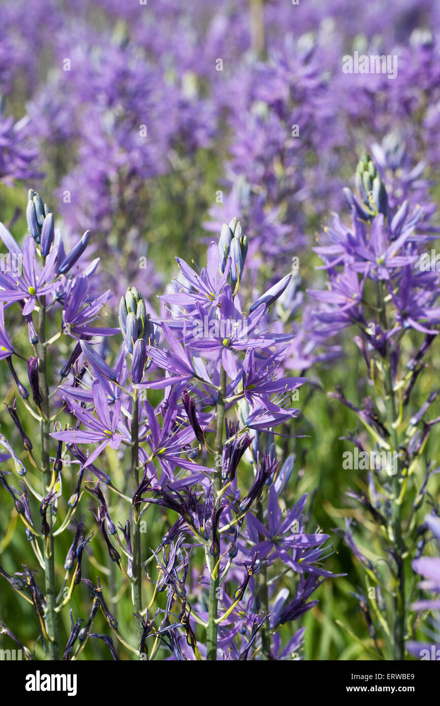 Camassia flowers in Spring. Stock Photo
